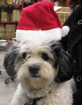 Diadema com Gorro de Natal (12 un.)